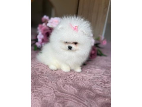 Baby sürat efsane dişi pomeranian