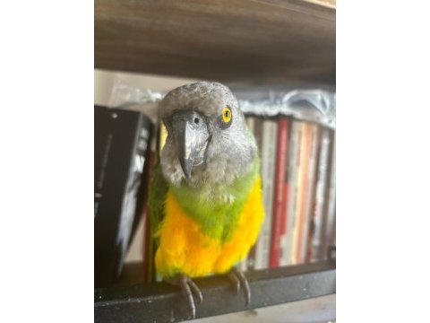 Senegal papağanı