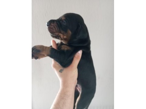 Dev doberman yavruları king kaliteli kan