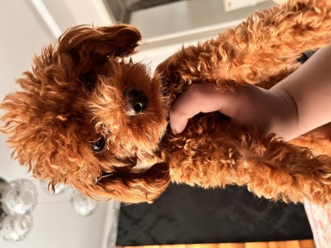 Poodle eşleşme ilanıdır