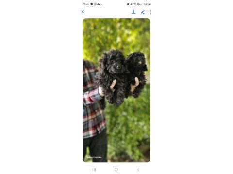 Siyah toy poodle bebekleri