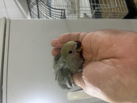 Yeni yeme düşecek sevda papağanı