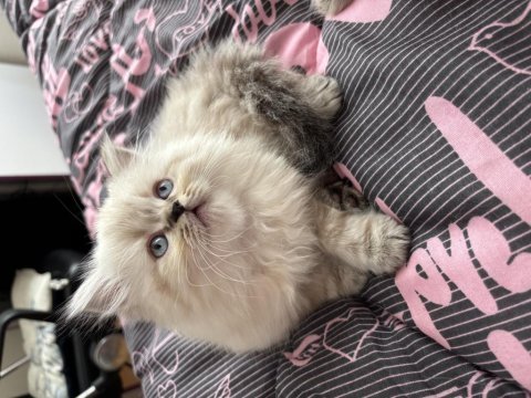 Biblo british longhair yavrular