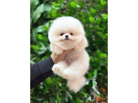 A kalite pomeranian yavrular