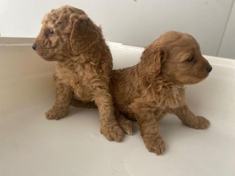Sevimli toy poodle yavrular eskişehir