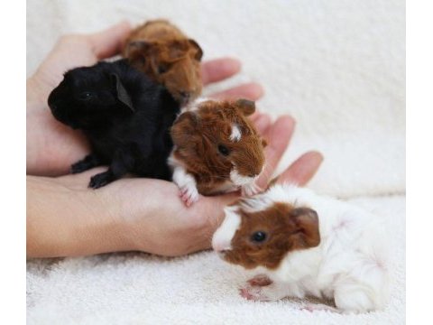 Guineapig yavrular aynı gün set halinde teslim edilir