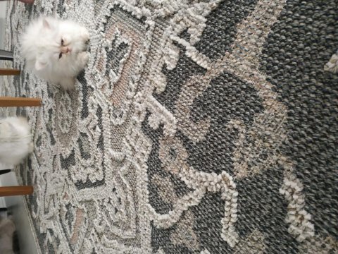 Türünün en güzeli persian
