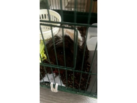 Safkan temiz sakin guinea pig