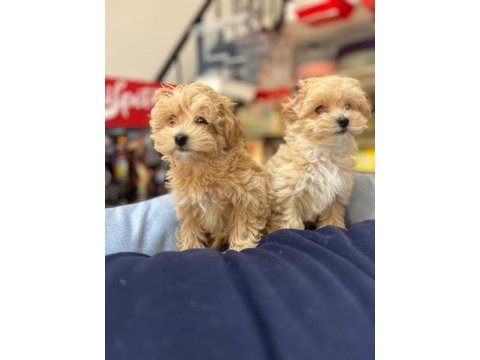 Tüy dökmeyen hi̇poalerjeni̇k safkan teacup malti̇poo