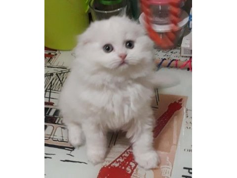 British longhair ve scottish fold kedisi