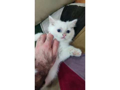 British shorthair minnak erkekler