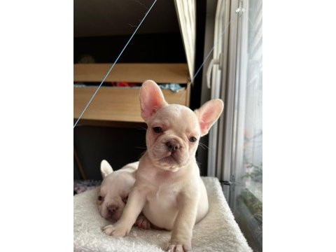 Platinium french bulldog iki prenses yeni ailesini arıyor