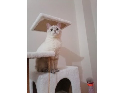 7 aylık british shorthair