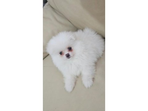 Bembeyaz pomeranian yavrular
