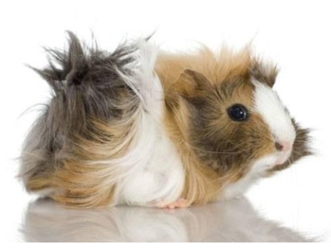 Guinea pigler