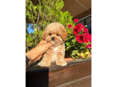 Orjinal güler yüzlü maltipoo yavrum