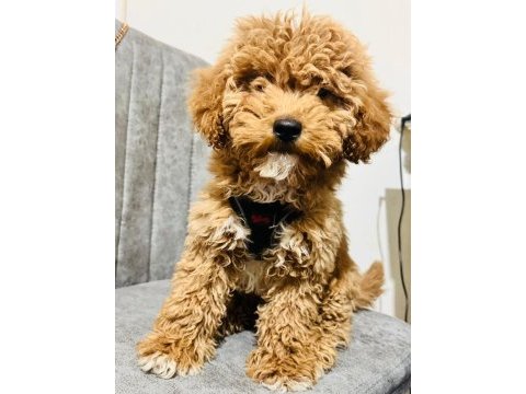 Köpeğimiz paris yeni yuvasını arıyor
