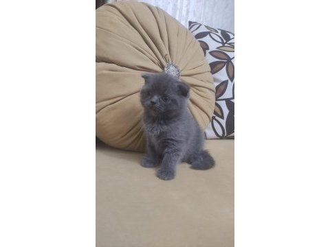 50 günlük scottish fold ve british shorthair