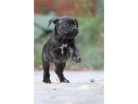 Irk ve sağlık garantili cane corso yavrularım
