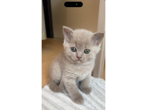 2 aylık british shorthair dişi kızımız