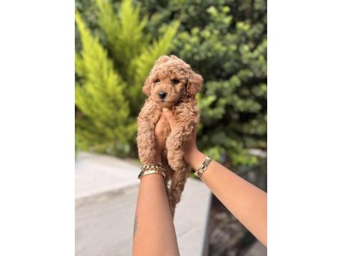 Toy poodle fiyat 2. planda aile arıyoruz