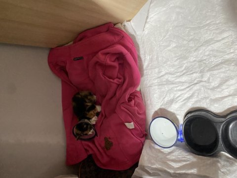 Tekir kedimizi sahiplendirme