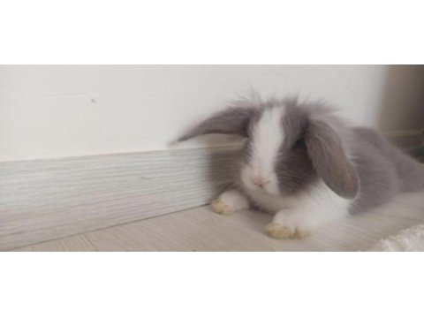 Hollanda lop tavşanı