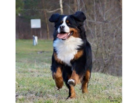 Dağ köpeği bernese yavruları çiftlikten
