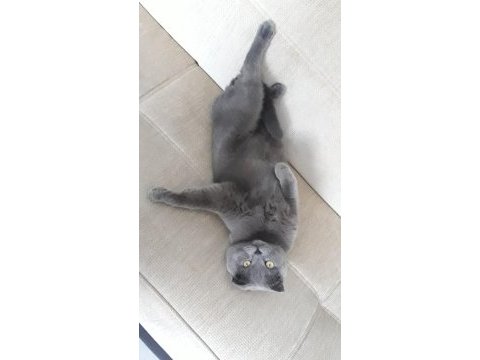 Scottish fold erkek