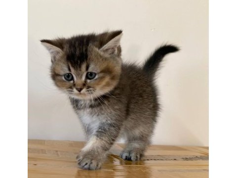 Scottish straight golden tabby