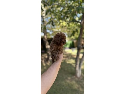 Sağlık ve ırk garantili toy poodle yavrularımız 