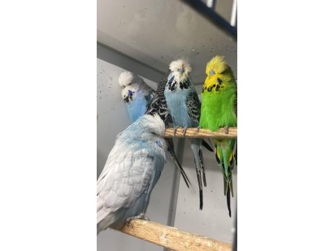 Show jumbo muhabbet kuşu