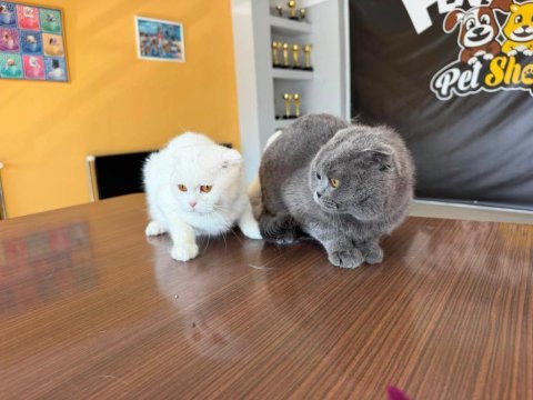 6 aylık scottish fold yavruları ücretsiz