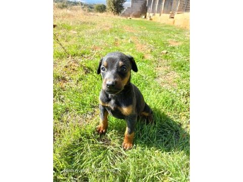 2 aylık taş doberman yavrularım
