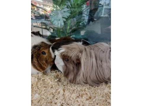 Yavru ve damızlık guinea pig
