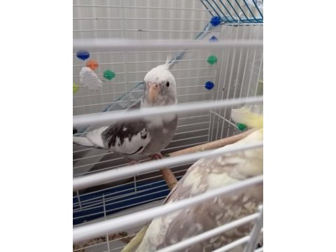 Çift sultan papağanı (her şeyiyle verilecek)