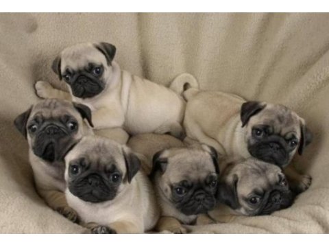 Irk ve sağlık garantili pug köpeğimiz