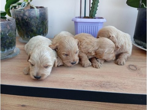 Maltipoo terrier köpeği