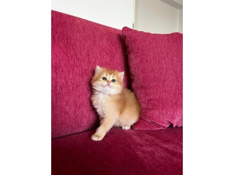 Aslan yavrusu kedimiz