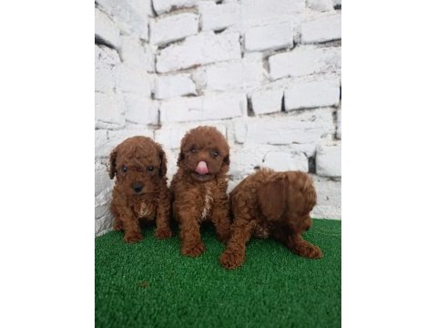 Toy poodle yavrularımız