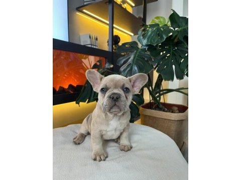 Egzotik french bulldog yavrular harika renkler ve anatomi