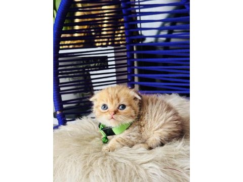Scottish fold golden tabby