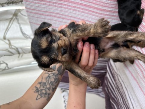 3 haftalık yorkshire terrier