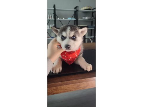 Orijinal husky yavrular