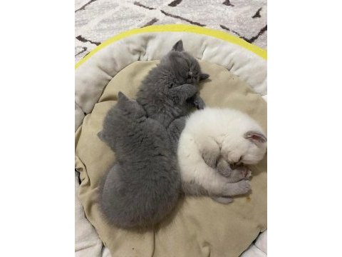 2 aylık kediler eğitimleri verildi sahiplenmeye hazır