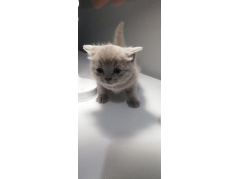13 şubat doğumlu lilac gri scottish fold bebeğimiz