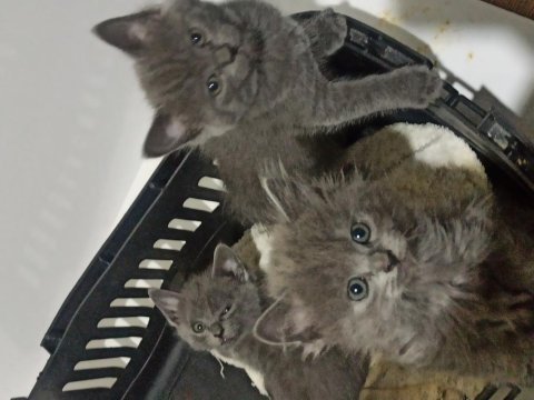 Anne ve baba russian blue