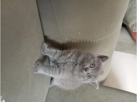 British shorthair 2 aylık dişi