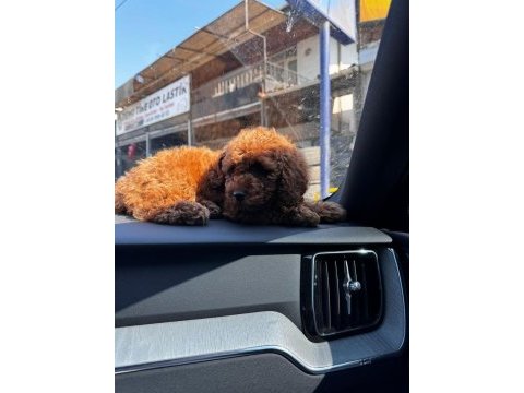 Erkek 5 aylık toy poodle
