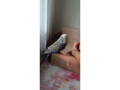 Akıllı muhabbet kuşu